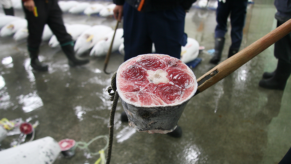 福一まぐろの競り